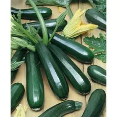 Squash, Black Coral F1 - 1,000 Seed Count