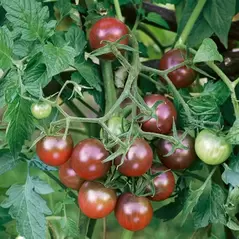 Tomato, Black Cherry - 1,000 Seed Count