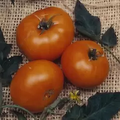 Tomato, Brandywine Yellow - 500 Seed Count