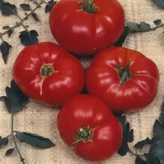 Tomato, Box Car Willie - 100 Seed Count