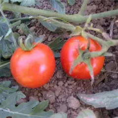 Tomato, Wisconsin 55 - 1,000 Seed Count