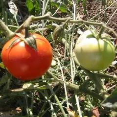 Tomato, Super Sioux - 5,000 Seed Count