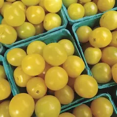 Tomato, Yellow Plum - 5,000 Seed Count