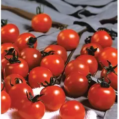 Tomato, Sweet Million Treated - 100 Seed Count