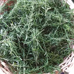 Winter Savory 1/2 oz