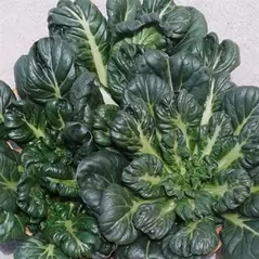 Cabbage, Tatsoi Chinese 1,000 Seed Count