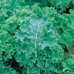 Kale, Vates Blue Curled Scotch - 1,000 Seed Count