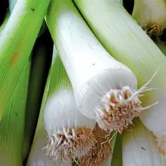 Leek, American Flag - 1,000 Seed Count