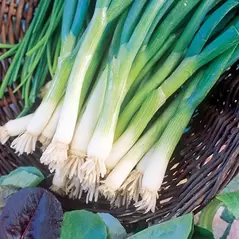 Onion, Long White Bunching Tokyo - 5,000 Seed Count