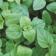 Oregano, Greek 1/2 oz