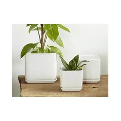 Palm Spring 7"x7.5" Cube with As Mwh