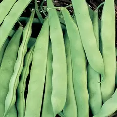 Beans, Roma II - 50lb