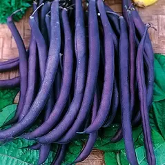 Beans, Royal Burgundy Bush - 1/2lb