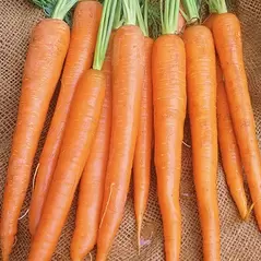 Carrot, Imperator - 1lb