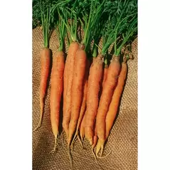 Carrot, Little Finger - 1/2oz