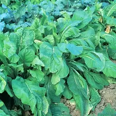 Mustard-Spinach, Tendergreen - 1/2oz