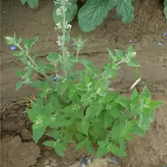 CATNIP 1/2 OZ. EACH