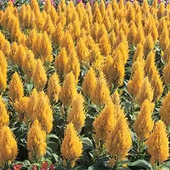 CELOSIA YELLOW CASTLE 500/PKT
