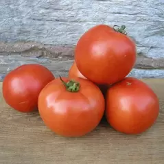 Tomato, Early Girl - 10,000 Seed Count