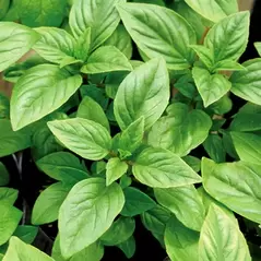 Basil, Large Leaf Italian 1 oz