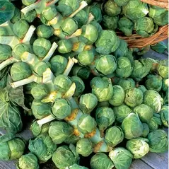 Brussel Sprouts, Long Island - 1/2oz