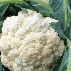 Cauliflower, Snowball Imp - 50lb