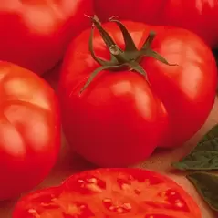 Tomato, Beefmaster Untreated - 500 Sd Ct