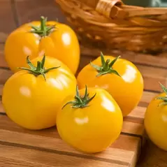 Tomato, Lemon Boy Untreated - 500 Sd Ct