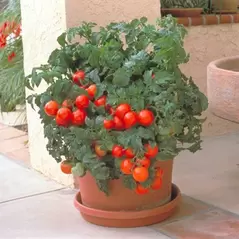 Tomato, Patio Untreated - 5,000 Sd Ct