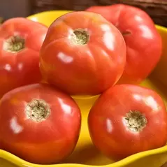 Tomato, Pink Girl Untreated - 500 Sd Ct