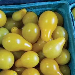 Tomato, Yellow Pear - 1/4oz