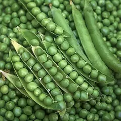 Peas, Green Arrow Treated - 50lb