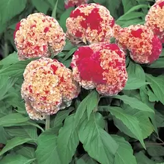 CELOSIA, KURUME CORONA 500/PKT