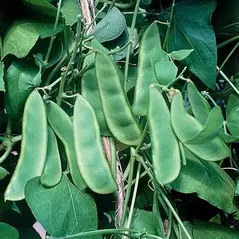 Limas, Woods Prolific - 1/2lb