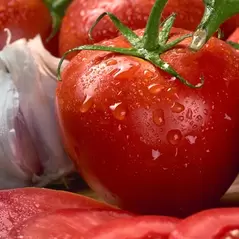 Tomato, Homestead - 10,000 Seed Count