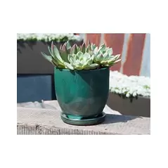 Verandah 5" Jade Maui Orcd