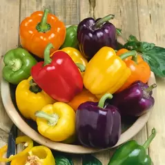 Peppers, Rainbow Bell Blend - 500 Seed Count