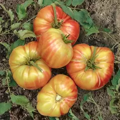 Tomato, Mr. Stripey - 10,000 Seed Count