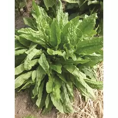 SORREL 1