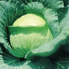 Cabbage, Early Round Dutch 1lb Each