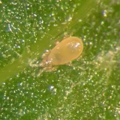 Amblyseius ( Neoseiulus ) cucumeris 250,0, 5 liter bag, vermiculite carrier ( Thrips )