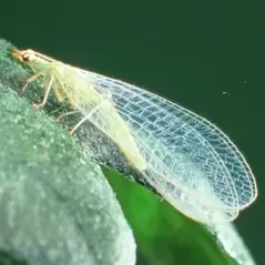 Chrysoperla, 1000 larvae per bag ( Aphids )