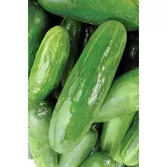 Cucumber, White Spine - 1lb