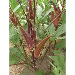 Okra, Burgundy - 1/2oz