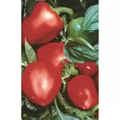 Peppers, Pimento - 1/2oz