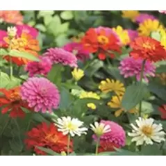 Zinnia, Cactus Flower Mix - 1/2 lb