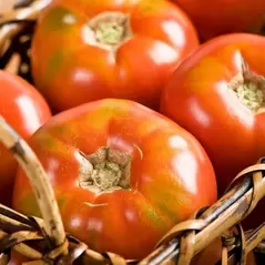 Tomato, Burpees Big Boy Treated - 10,000 Seed Count