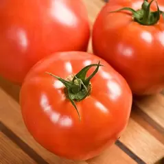 Tomato, Celebrity Hybrid Treated - 10,000 Seed Count