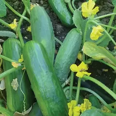 CUCUMBER, DASHER II - 1/2 OZ EACH