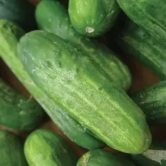 CUCUMBER NATIONAL PICKLING 1LB EACH